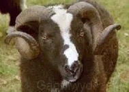 Meet the Animals The Natural Fibre Company