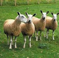 Meet the Animals The Natural Fibre Company