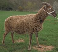 Meet the Animals The Natural Fibre Company