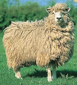 Meet the Animals - The Natural Fibre Company Meet the Animals - The Natural Fibre Company