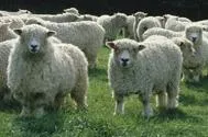Meet the Animals The Natural Fibre Company