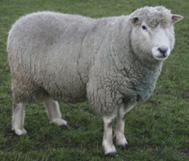 Meet the Animals The Natural Fibre Company