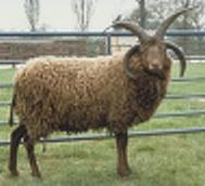 Meet the Animals The Natural Fibre Company