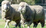 Meet the Animals The Natural Fibre Company