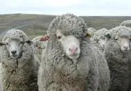 Meet the Animals The Natural Fibre Company