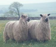 Meet the Animals The Natural Fibre Company