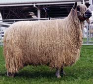 Meet the Animals The Natural Fibre Company